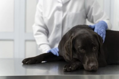 Cómo proceder ante una negligencia veterinaria