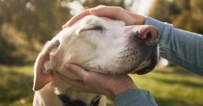 Guía de derechos y protección de los animales en España