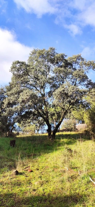 JGF Ingeniería Medioambiental, Jardinería y Agricultura