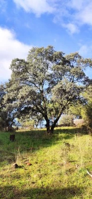 JGF Ingeniería Medioambiental, Jardinería y Agricultura